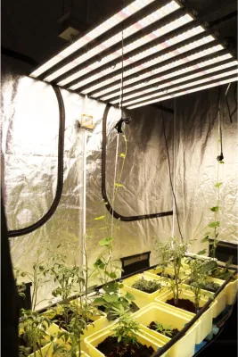 Vollspektrum-Wachstumslampe für Hydrokultur für Zimmerpflanzen, wasserdicht, 2019, Quanteninduktions-LED-Wachstumslicht
